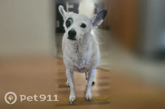 Lost female dog, Beachwood Drive, 2742, Merced — white with a black patch over her eyes - photo