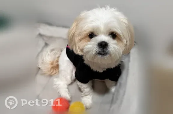 Lost dog, male, Ludlow Lane, 15953, Fontana — white Shih Tzu with light brown spots - photo