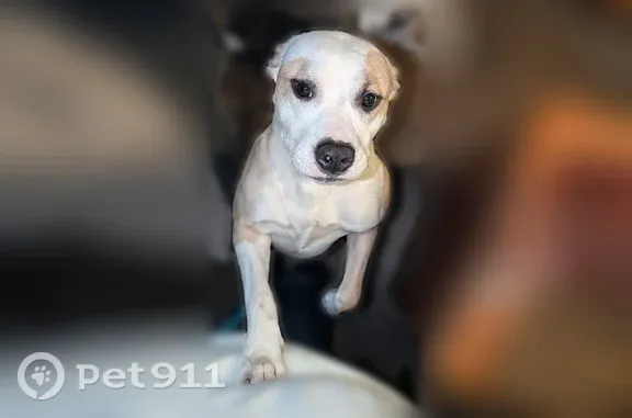 Lost dog, 283rd Street Court East, 7400, Graham, Redmond — female, likes to play ball - photo
