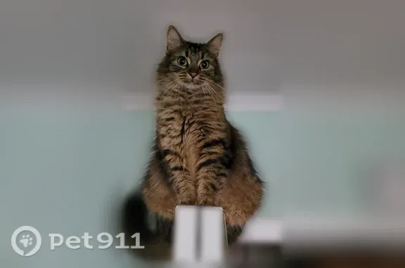 Missing cat Tulsa, photo: Lost cat, East Jasper Street North, 7822, Tulsa, Tulsa — black, brown and tan tabby