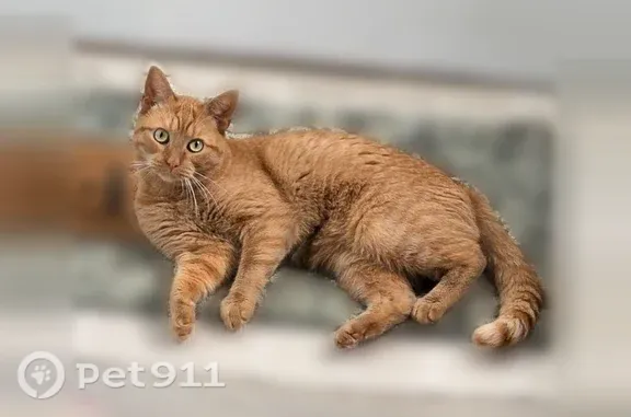 Lost cat, Palmer Lane, 9140, Ponder — orange male with small black dots on his nose - photo