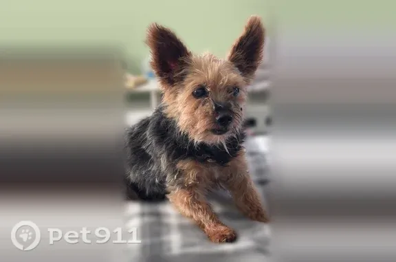 Lost male dog, Lester Drive, 7935, Fayetteville — black and tan Yorkie - photo