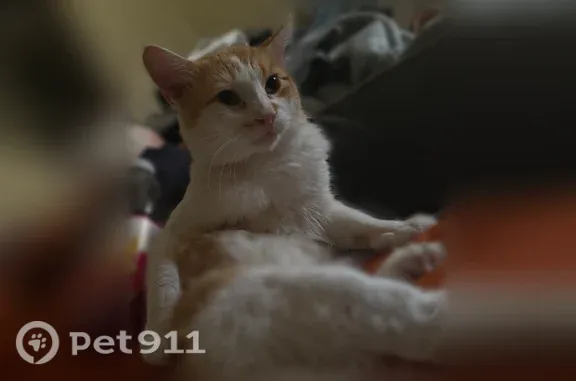 Lost cat, East Lake Street, 424, Toledo — friendly male - photo