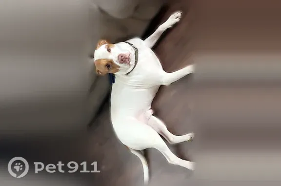 Lost dog, Baldcypress Drive, 13437, Dallas — friendly male pittie - photo