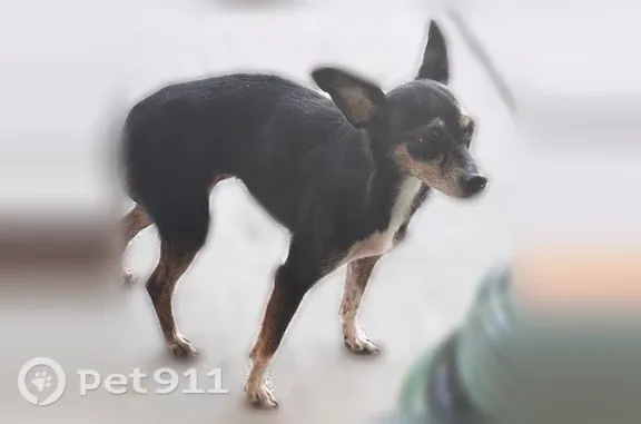 Found pets Dallas, photo: Found dog, Prescott Avenue, 3900, Dallas — white streak under the chin
