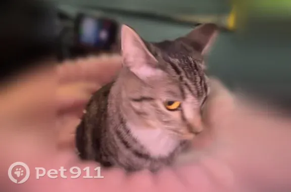 Found cat Buckeye, photo: Found cat, South 220th Drive, 1380, Buckeye — young tabby with yellow eyes