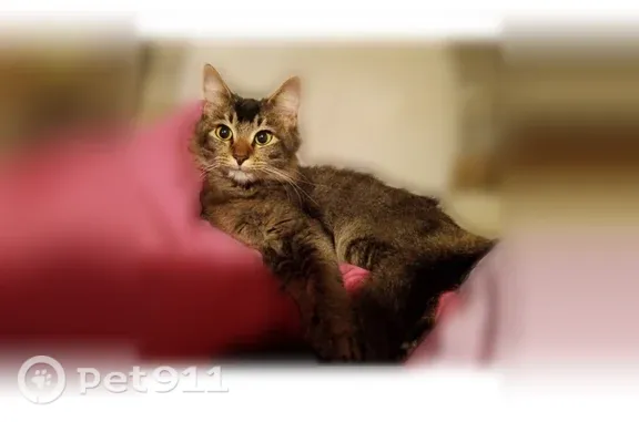 Missing cat Rockdale, photo: Lost Cat, U.S. 77, 213, Rockdale, Rockdale — microchipped and wearing a collar with tags
