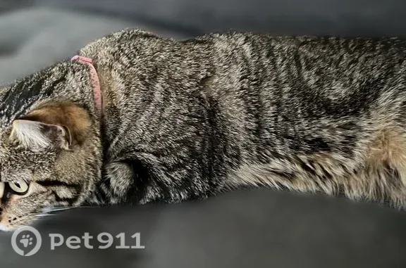 Lost cat, Jim Thorpe Lane, 11609, Austin — female with grey-black stripes - photo