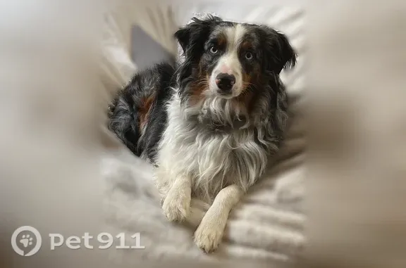Lost dog, male, Fresh Meadows, Queens, NY, USA, Yonkers — shy American Shepherd - photo