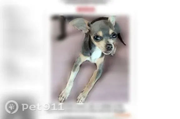 Lost female dog, Sterlingshire Street, Houston — grey, tan and white - photo