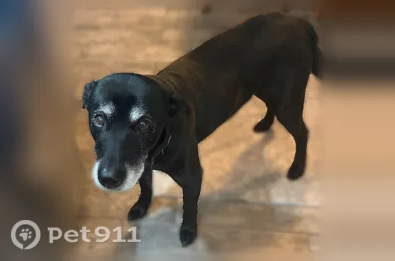 Lost male dog, Remington Road, 1811, Rockford, Chicago — black Lab mix - photo
