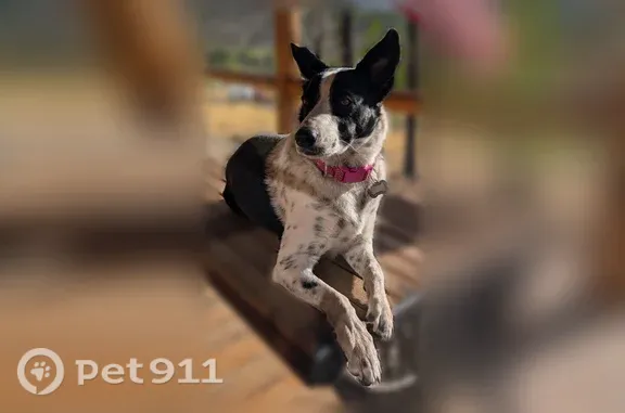 Lost pets Phoenix, photo: Lost dog, female, West Happy Valley Road, 2501, Phoenix — black and white with a nub tail