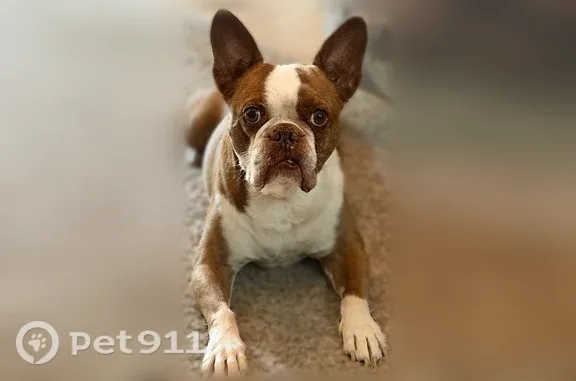 Lost dog, male, East English Street, 3425, Wichita — red-and-white Boston-Frenchie mix - photo
