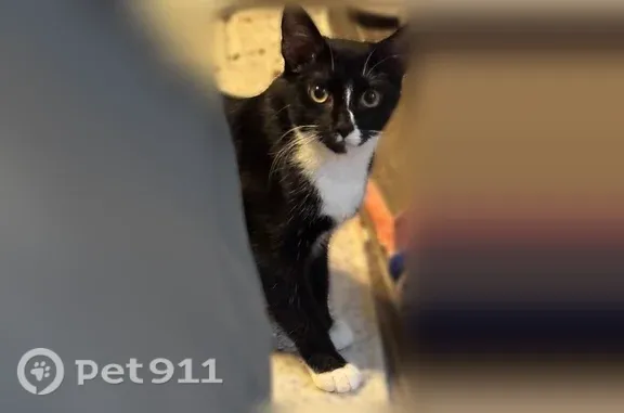 Found pets Arlington, photo: Found cat, Benton Boulevard, Georgia, Arlington — mostly black with white accents