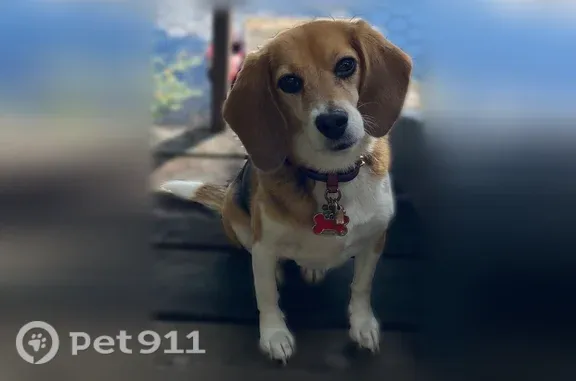 Lost dog, Shenandoah Drive, 570, Mississauga, Youngstown — friendly female beagle with red ID tag - photo