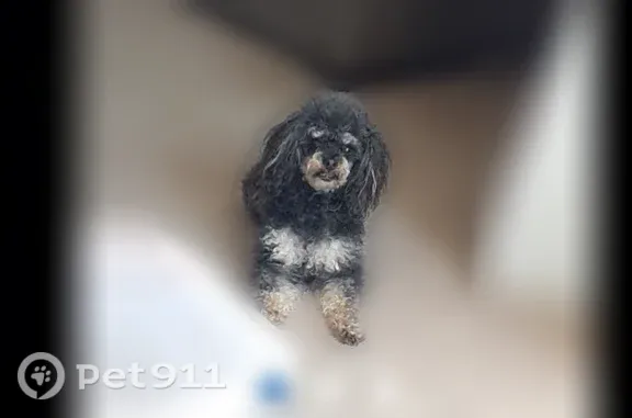 Lost dog, West Sandtown Road Southwest, Marietta — male toy poodle needing medication - photo
