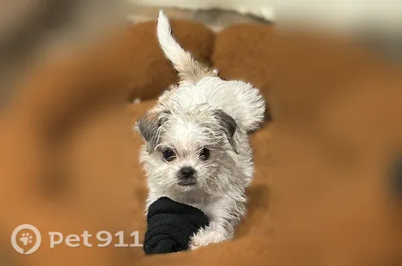 Lost dog, Greengate Lane, California, Manteca — male, under 10 lbs - photo