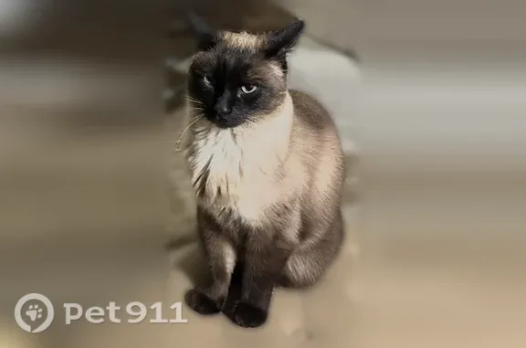 Missing cat Alpine, photo: Lost male cat, Bristol Court, 360, Alpine, Alpine — 11-year-old Siamese