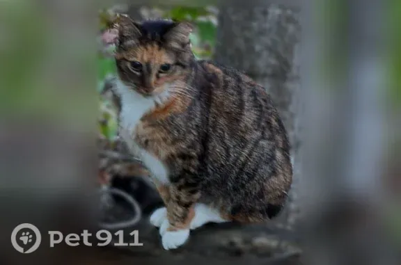 Lost female cat, Cedar Run Road, 7043, Long Lake Township, Greilickville — white feet and belly - photo