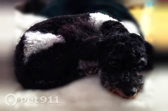 Lost dog, Mayflower Avenue, 1566, Lincoln Park — black-and-white female Maltipoo - photo