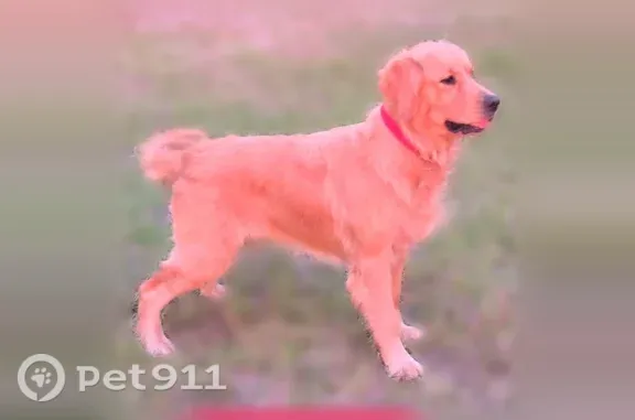 Light golden retriever female has a pink hunting style collar with brass name and number plate She is skinny and has Lyme disease from ticks. And needs her medication