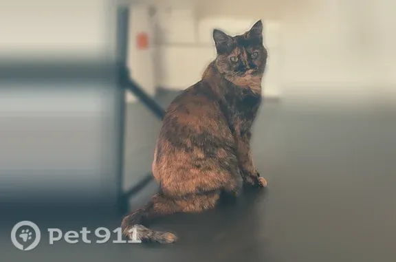 Missing cat Urbana, photo: Lost cat, female, 618 South Main Street, Urbana, OH, USA, Urbana — tortie with cloudy eyes