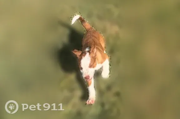 Lost female dog, U.S. 83, 1729, Sublette, Oklahoma City — puppies disappeared together - photo