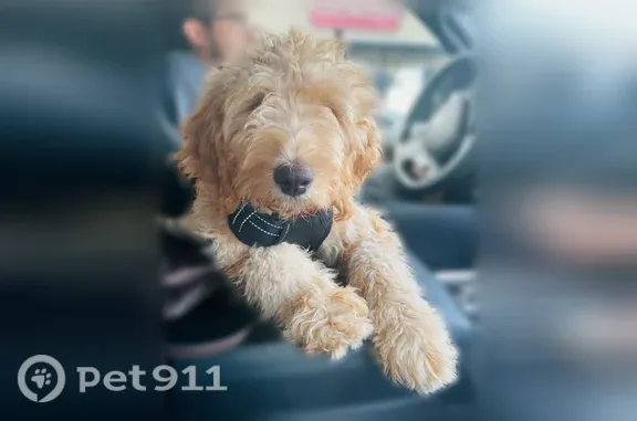 Lost male dog, South Hoytsville Road, 1455, Coalville — tan Labradoodle - photo