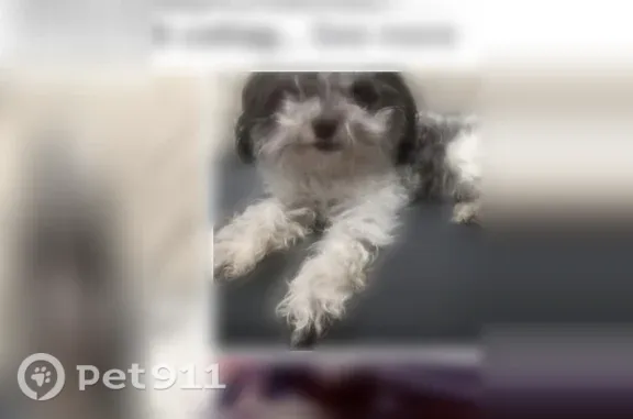 Lost Dog, East 90th Street, Chicago — male with black ears and white legs - photo