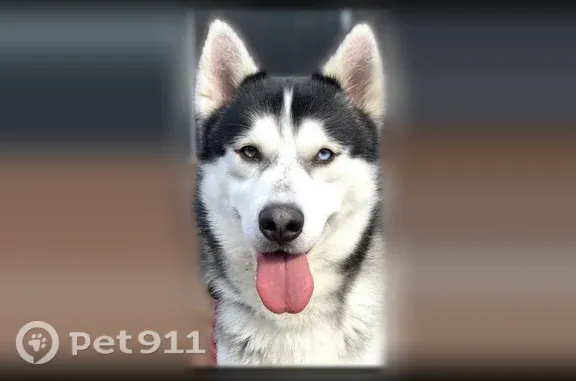 Missing dog Sunnyvale, photo: Lost male dog, Courtland Drive, San Bruno, Sunnyvale — one blue and one green/hazel eye