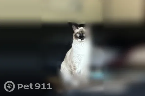 Lost female cat, Nicollet Avenue, 423, North Mankato — petite, white and gray - photo