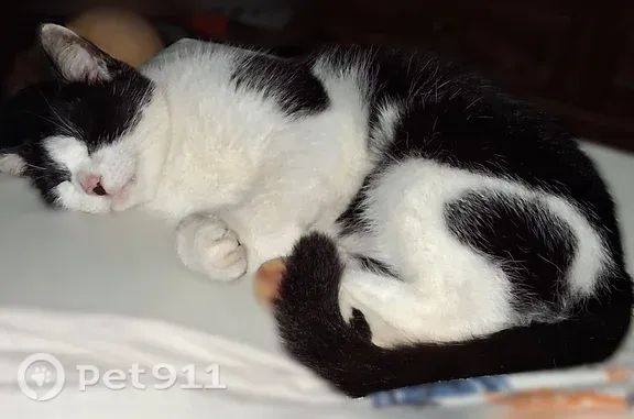 Missing cat Lexington, photo: Lost cat, female, Delana Avenue, 178, Lexington — black and white with a black dot under her nose
