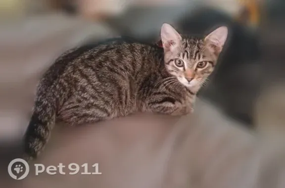 Missing cat Baker City, photo: Lost cat, 20th Street, 2130, Baker City — male