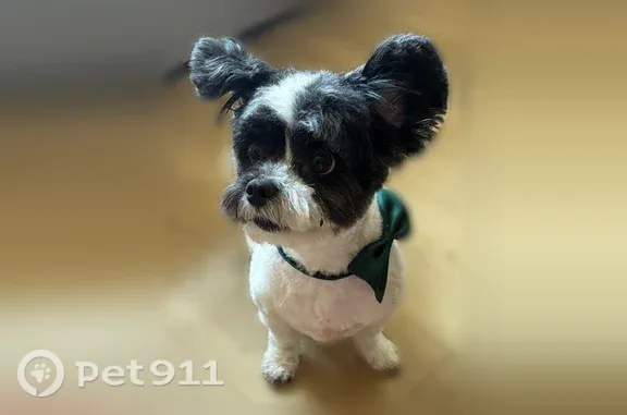 Lost Dog, Northeast 76th Street, Vancouver, Hillsboro — Tiny Male Maltipoo - photo