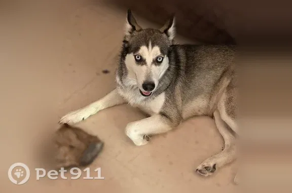 Missing dog San Benito, photo: Lost dog, San Benito, Texas, San Benito — female with a heart-shaped forehead marking