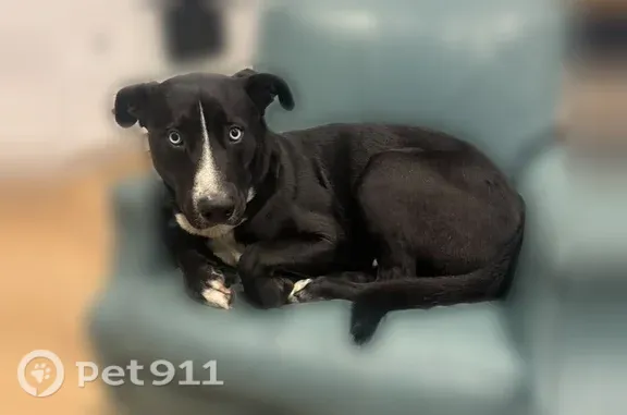 Lost male dog, Logan Avenue, 4730, San Diego — white nose and neck, red collar - photo