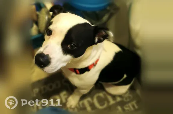 Found pets Summerville, photo: Found male dog, Central Avenue, 2179, Summerville — white with black markings