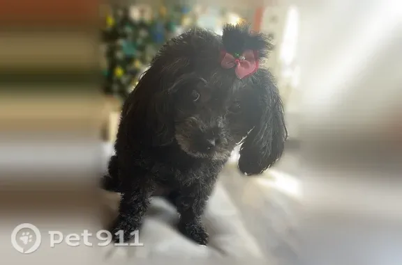 Lost female dog, Jumper Fields Drive, 1917, Krugerville, Arlington — elderly black miniature poodle with cataracts in one eye - photo