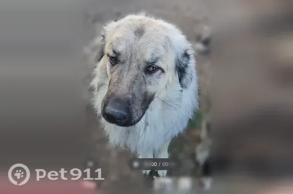 Lost dog, Udall, Kansas — male Anatolian/Pyrenees mix - photo