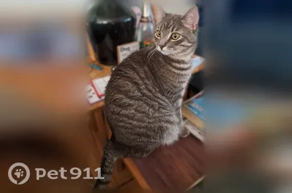 Lost cat, Stafford Road, 447, Tiverton, McLean — male gray-and-white tabby - photo