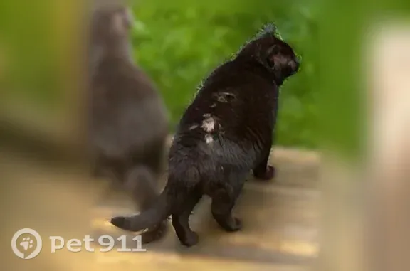 Missing cat Halesite, photo: Lost cat, Abbott Drive, 99, Halesite — senior semi-feral cat