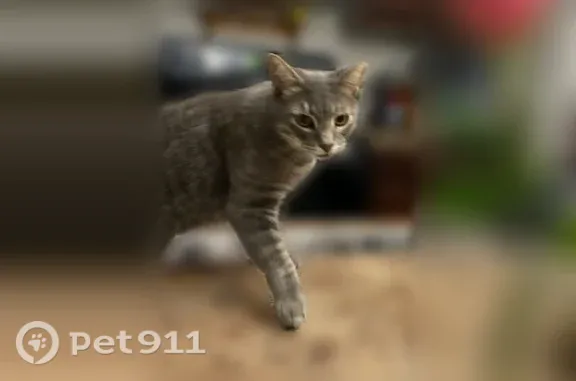 Missing cat Lincoln, photo: Lost male cat, North 3rd Street, 2301, Lincoln — friendly gray tabby