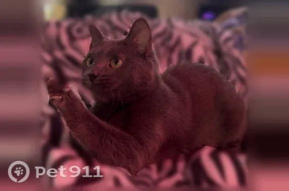 Lost cat, Valley Road, 527, Waverly, Columbus — female, all grey and without a collar - photo