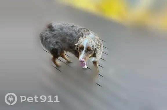 Found dog Pillager, photo: Found dog, 125th Street Southwest, 1939, Pillager — male, friendly, wearing a collar without an ID tag