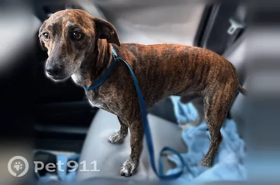 Found dog Greer, photo: Found male dog, Fews Chapel Road, 2151, Greer — brindle coat, Blue Ridge High School