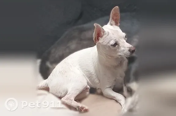 Lost dog, North Isabel Boulevard, 2200, Tucson — male Chihuahua with a kinked tail - photo