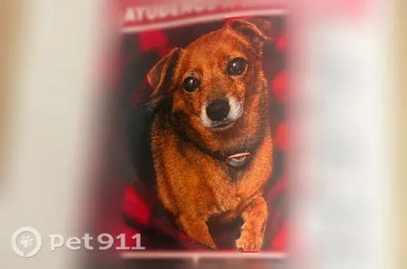 Lost female dog, Rayen Street, 14625, Los Angeles, Azusa — heart-shaped mark near her tail - photo