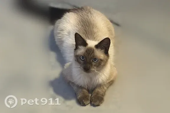 Lost cat, Apple Valley, California, Apple Valley - photo