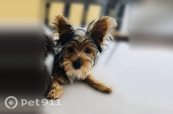 Missing dog Fleming Island, photo: Lost dog, Calming Water Drive, Florida, Fleming Island — male Yorkie
