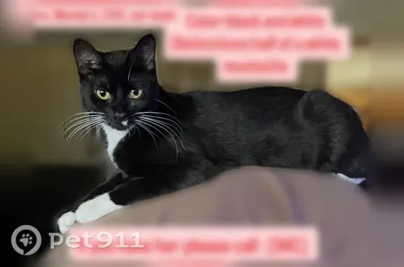 Lost female cat, Cargo Way, Keystone Heights, Beaufort — last seen Tuesday evening and Wednesday morning - photo
